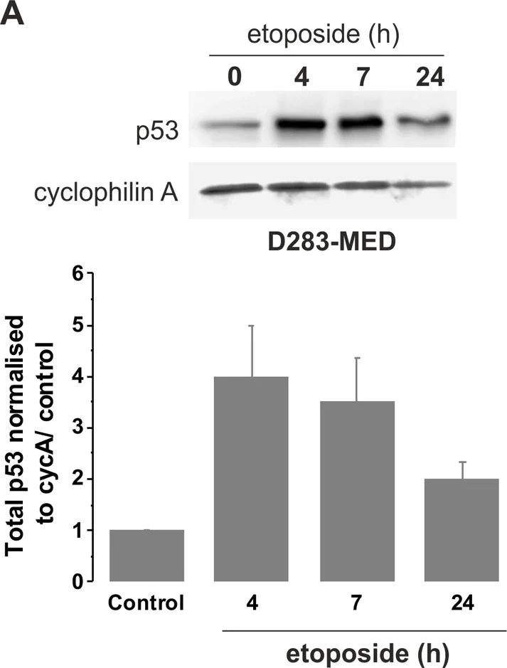 Western blot - Anti-Cyclophilin A antibody (AB3563)