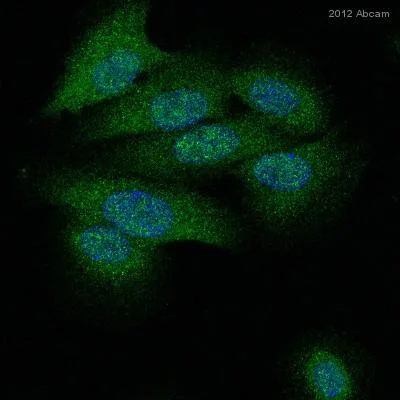 Immunocytochemistry/ Immunofluorescence - Anti-Cyclophilin A antibody (AB41684)