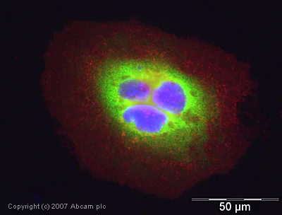 Immunocytochemistry/ Immunofluorescence - Anti-Cyclophilin A antibody (AB41684)
