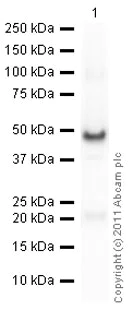 Western blot - Anti-Cyclophilin A antibody (AB41684)