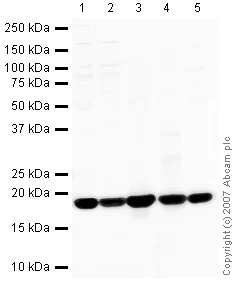 Western blot - Anti-Cyclophilin A antibody (AB41684)