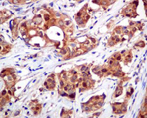 Immunohistochemistry (Formalin/PFA-fixed paraffin-embedded sections) - Anti-Cyclophilin A antibody [EPR7511] (AB126738)