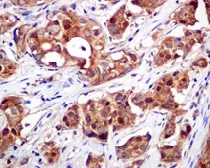 Immunohistochemistry (Formalin/PFA-fixed paraffin-embedded sections) - Anti-Cyclophilin A antibody [EPR7511] - BSA and Azide free (AB248157)