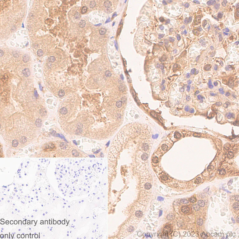 Immunohistochemistry (Formalin/PFA-fixed paraffin-embedded sections) - Anti-Cyclophilin A antibody [EPR7511] - BSA and Azide free (AB248157)