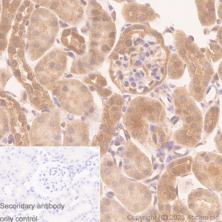 Immunohistochemistry (Formalin/PFA-fixed paraffin-embedded sections) - Anti-Cyclophilin A antibody [EPR7511] - BSA and Azide free (AB248157)
