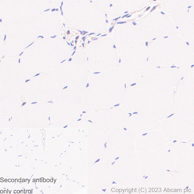 Immunohistochemistry (Formalin/PFA-fixed paraffin-embedded sections) - Anti-Cyclophilin A antibody [EPR7511] - BSA and Azide free (AB248157)