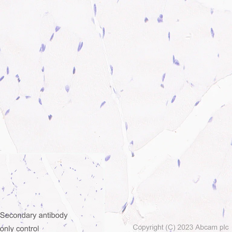 Immunohistochemistry (Formalin/PFA-fixed paraffin-embedded sections) - Anti-Cyclophilin A antibody [EPR7511] - BSA and Azide free (AB248157)