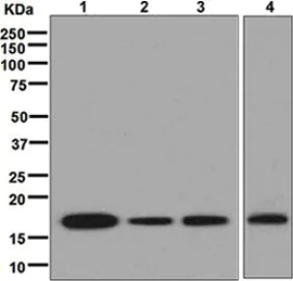 Western blot - Anti-Cyclophilin A antibody [EPR7511] - BSA and Azide free (AB248157)