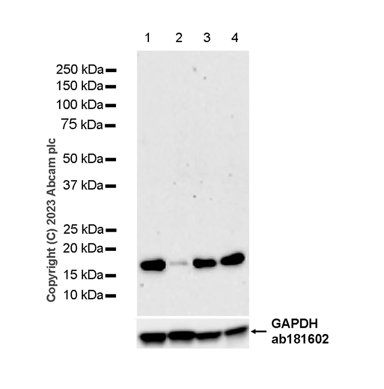 Western blot - Anti-Cyclophilin A antibody [EPR7511] - BSA and Azide free (AB248157)