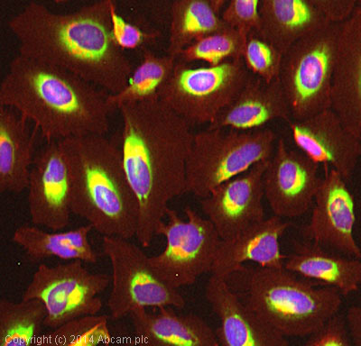 Immunocytochemistry/ Immunofluorescence - Anti-Cyclophilin B antibody (AB16045), expandable thumbnail