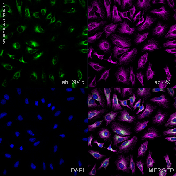 Immunocytochemistry/ Immunofluorescence - Anti-Cyclophilin B antibody (ab16045), expandable thumbnail