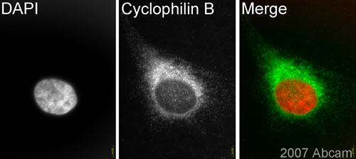 Immunocytochemistry/ Immunofluorescence - Anti-Cyclophilin B antibody (ab16045), expandable thumbnail
