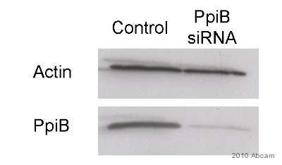 Western blot - Anti-Cyclophilin B antibody (ab16045), expandable thumbnail