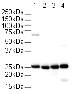 Western blot - Anti-Cyclophilin B antibody (AB16045), expandable thumbnail