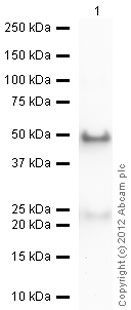 Western blot - Anti-Cyclophilin B antibody (ab16045), expandable thumbnail