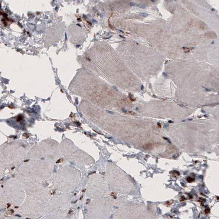 Immunohistochemistry (Formalin/PFA-fixed paraffin-embedded sections) - Anti-Cyclophilin B antibody [CL3901] - Loading Control (AB236760)
