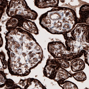 Immunohistochemistry (Formalin/PFA-fixed paraffin-embedded sections) - Anti-Cyclophilin B antibody [CL3901] - Loading Control (ab236760), expandable thumbnail