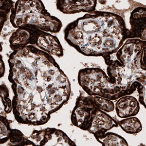 Immunohistochemistry (Formalin/PFA-fixed paraffin-embedded sections) - Anti-Cyclophilin B antibody [CL3901] - Loading Control (AB236760)