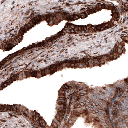Immunohistochemistry (Formalin/PFA-fixed paraffin-embedded sections) - Anti-Cyclophilin B antibody [CL3901] - Loading Control (ab236760), expandable thumbnail