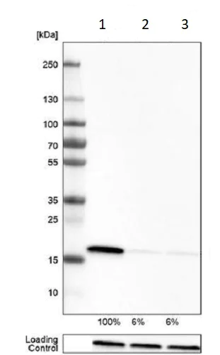 Western blot - Anti-Cyclophilin B antibody [CL3901] - Loading Control (AB236760)
