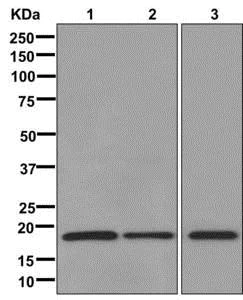 Western blot - Anti-Cyclophilin B antibody [EPR12703(B)] - BSA and Azide free (AB238991)