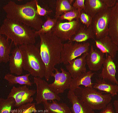 Immunocytochemistry/ Immunofluorescence - Anti-Cyclophilin B antibody - Loading Control (AB16045)