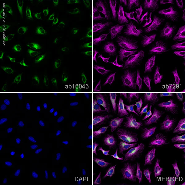 Immunocytochemistry/ Immunofluorescence - Anti-Cyclophilin B antibody - Loading Control (AB16045)
