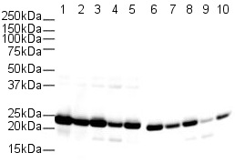 Western blot - Anti-Cyclophilin B antibody - Loading Control (AB16045), expandable thumbnail