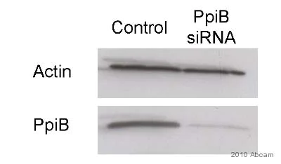 Western blot - Anti-Cyclophilin B antibody - Loading Control (AB16045)