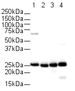 Western blot - Anti-Cyclophilin B antibody - Loading Control (AB16045)
