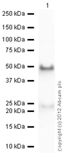 Western blot - Anti-Cyclophilin B antibody - Loading Control (AB16045)