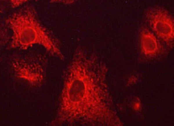 Immunocytochemistry/ Immunofluorescence - Anti-Cyclophilin B antibody [M019] - Loading Control (AB253289)