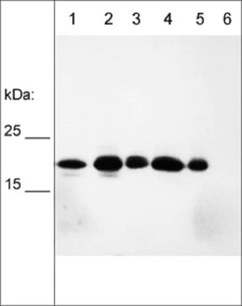 Western blot - Anti-Cyclophilin B antibody [M019] - Loading Control (AB253289)