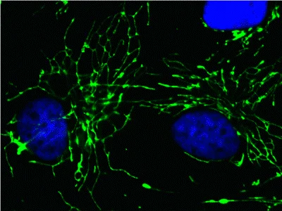 Immunocytochemistry/ Immunofluorescence - Anti-Cyclophilin F antibody [E11AE12BD4] (AB110324)