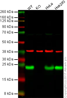 Western blot - Anti-Cyclophilin F antibody [E11AE12BD4] (AB110324)