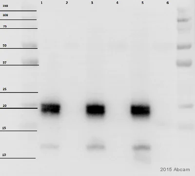 Western blot - Anti-Cyclophilin F antibody [E11AE12BD4] (AB110324)