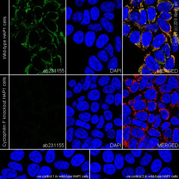 Immunocytochemistry/ Immunofluorescence - Anti-Cyclophilin F antibody [EPR11311-121] (AB231155)