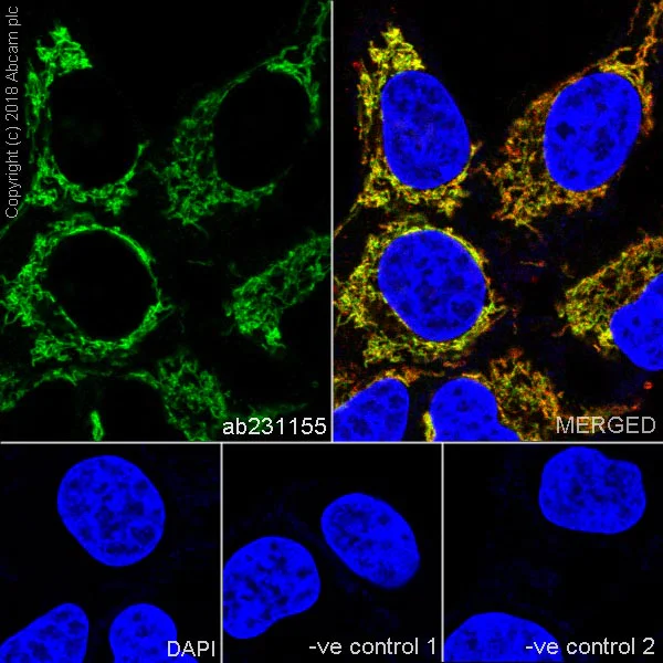 Immunocytochemistry/ Immunofluorescence - Anti-Cyclophilin F antibody [EPR11311-121] (AB231155)