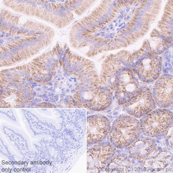 Immunohistochemistry (Formalin/PFA-fixed paraffin-embedded sections) - Anti-Cyclophilin F antibody [EPR11311-121] (AB231155)