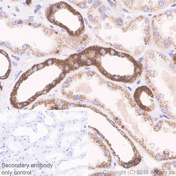 Immunohistochemistry (Formalin/PFA-fixed paraffin-embedded sections) - Anti-Cyclophilin F antibody [EPR11311-121] (AB231155)