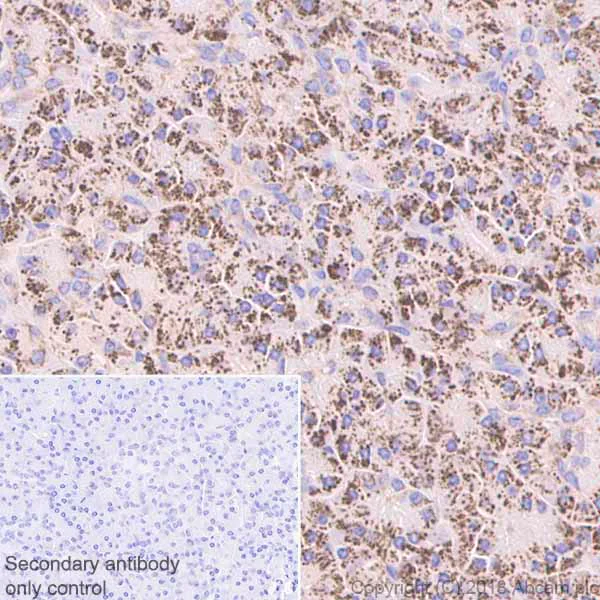 Immunohistochemistry (Formalin/PFA-fixed paraffin-embedded sections) - Anti-Cyclophilin F antibody [EPR11311-121] (AB231155)