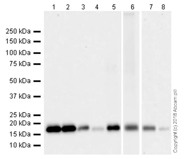 Western blot - Anti-Cyclophilin F antibody [EPR11311-121] (AB231155)