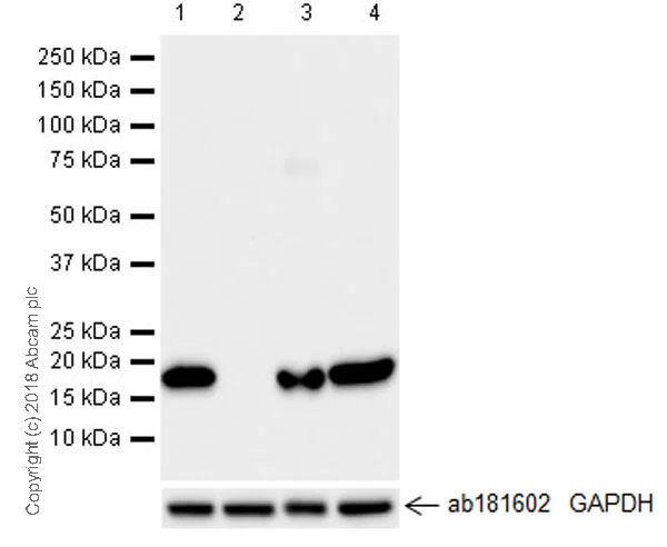 Western blot - Anti-Cyclophilin F antibody [EPR11311-121] (AB231155)