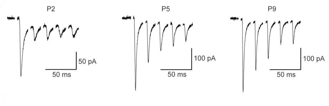 Cellular Activation - Cyclothiazide, AMPA receptor desensitisation inhibitor (AB120061), expandable thumbnail