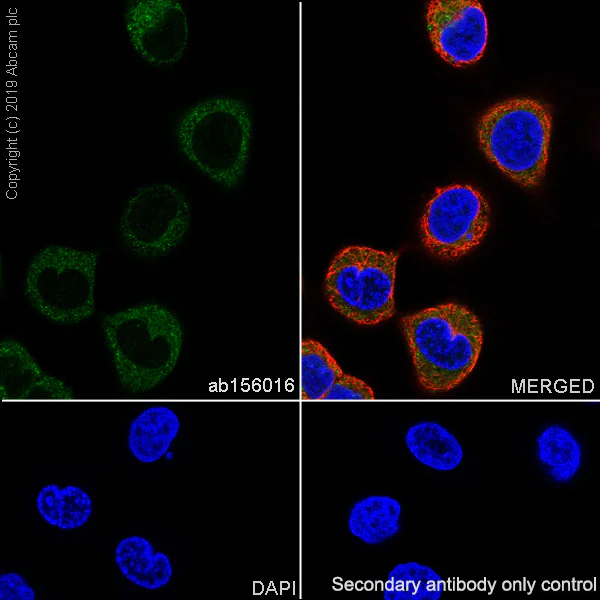 Immunocytochemistry/ Immunofluorescence - Anti-CYFIP1 antibody [EPR10782] - BSA and Azide free (AB249255)