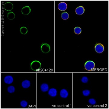 Immunocytochemistry/ Immunofluorescence - Anti-CYFIP2 + CYFIP1 antibody [EPR17848-87] (ab204129), expandable thumbnail