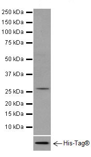 Western blot - Anti-CYFIP2 + CYFIP1 antibody [EPR17848-87] (AB204129), expandable thumbnail