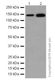 Western blot - Anti-CYFIP2 + CYFIP1 antibody [EPR17848-87] - BSA and Azide free (AB251411)