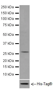 Western blot - Anti-CYFIP2 + CYFIP1 antibody [EPR17848-87] - BSA and Azide free (AB251411)