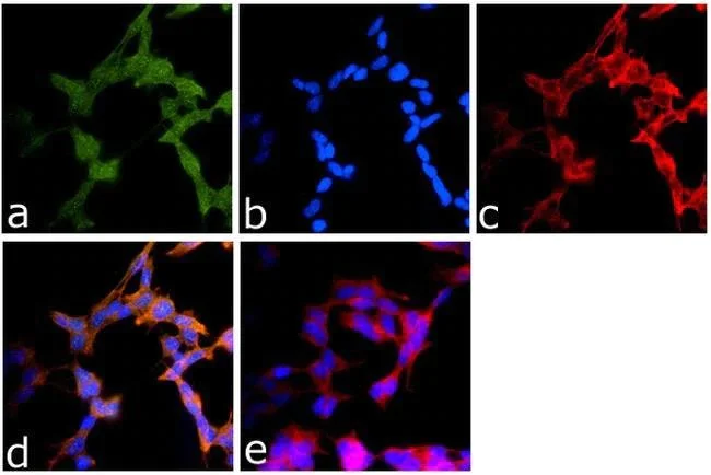Immunocytochemistry/ Immunofluorescence - Anti-CYLD antibody [733] - N-terminal (AB200476)